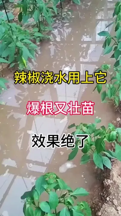 辣椒浇水用上它，爆根又壮苗，效果绝了 #农业种植 #三农 #传播农业小知识