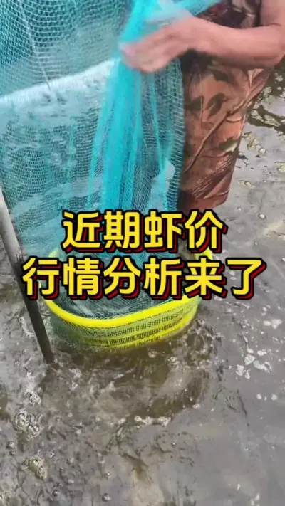 近期虾价行情分析来了#水产人 #养虾人 #南美白对虾 #嘉骏新水产 #嘉骏集团