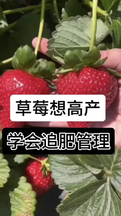 草莓高产学会追肥管理