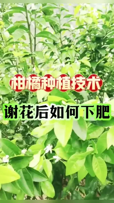 #dou上热门 【柑橘落花后黄金15天：科学稳果肥策略决定全年产量】#柑橘种植 #增产增收才是硬道理 #沃柑 #新农人计划