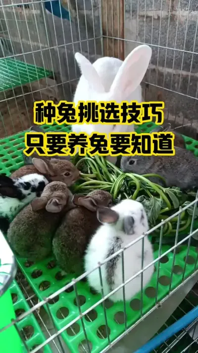 种兔挑选技巧，只要养兔要知道#抖音三农#养殖#养兔