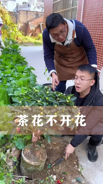 茶花不开花的处理方法#茶花 #花卉绿植 #养花小知识 #爱生活爱养花