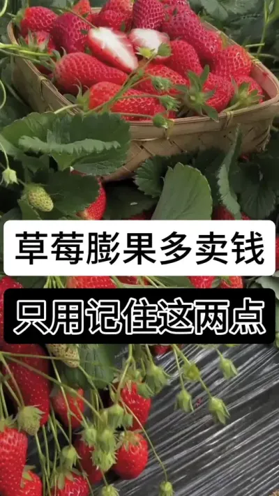 草莓膨果多卖钱只需记住这两点#草莓种植管理技术和方法 #草莓种植方法 #草莓种植 #草莓种植基地
