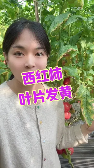 #西红柿种植#打叶 #记录我的种植生活 #大棚西红柿 @抖音小助手  点个关注 相互学习吧