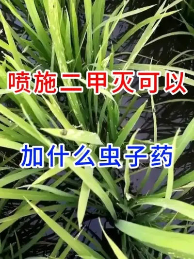 喷施二甲灭可以加什么虫子药 #农业种植 #种植小技巧 #种植 #农业技术推广 #服务三农支持三农