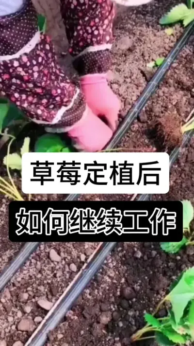 草莓定植后如何继续工作#草莓种植方法 #草莓种植管理技术和方法 #服务三农支持三农 #草莓种植 #草莓种植基地