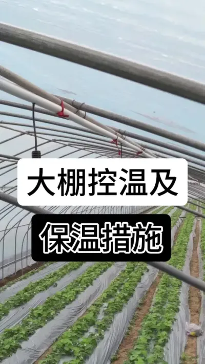 大棚控温及保温措施#草莓种植 #草莓种植方法 #草莓种植基地 #草莓种植管理技术和方法