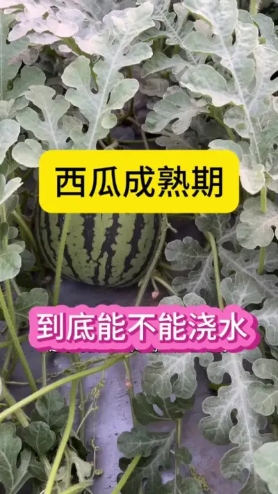 #抖音助农在行动 #抖音三农热点 #抖音新农人