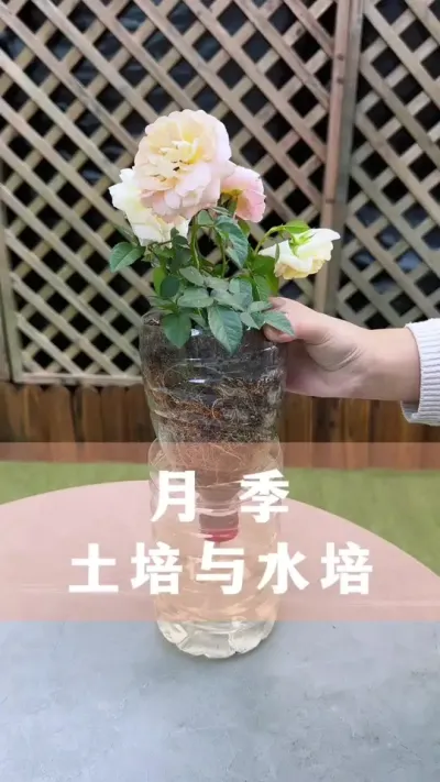 冬天扦插月季，用这两个方法#月季 #扦插 #花卉绿植 #养花小知识