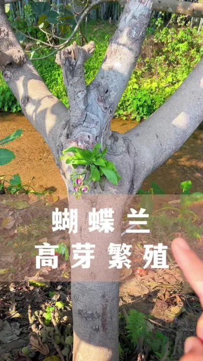 蝴蝶兰高芽繁殖的方法#蝴蝶兰 #花卉绿植 #养花小知识