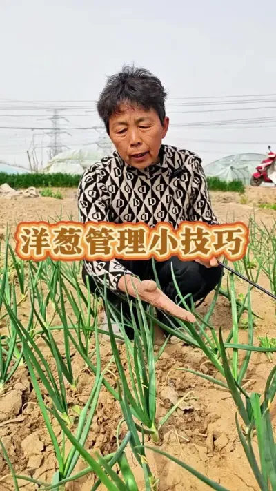 你的洋葱长多大了呢？土方法管理洋葱赶紧收藏起来吧！#三农 #洋葱 #洋葱管理 #蔬菜杨大姐 #关注我一起学种菜 @DOU+小助手 @抖音创作小助手 @DOU+上热门