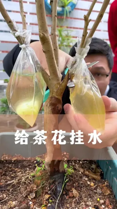 茶花黄叶长斑，生长不良怎么办#茶花 #花卉绿植 #养花小知识