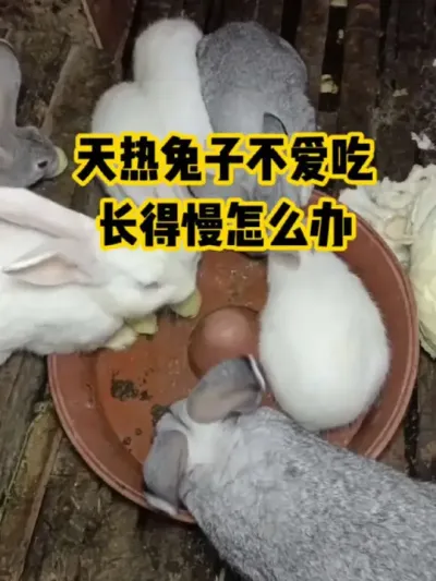 天热兔子不爱吃，长得慢怎么办#抖音三农#养殖#养兔