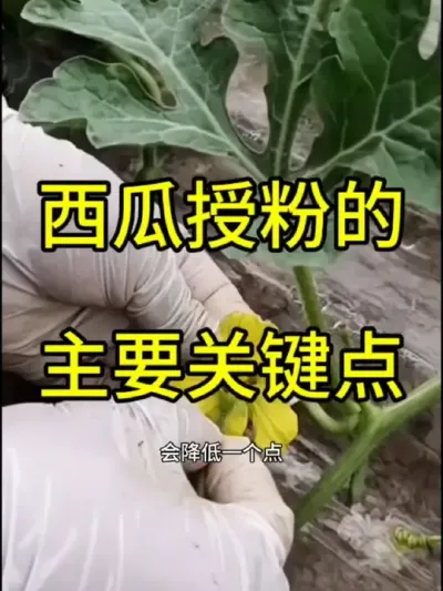 #抖音助农 #抖音助农扶农 ##助农扶农