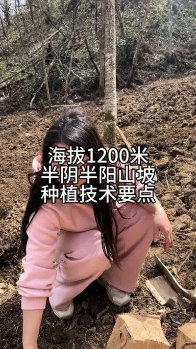 因地制宜解决天麻种植的关键技术要点#天麻种植 #技术分享 #新农人计划