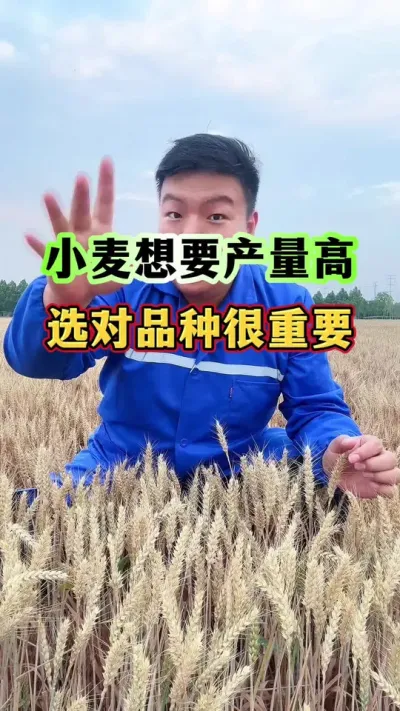 小麦想要产量高，选对品种很重要！今年种小麦就选新植6号！ #小麦种植 #小麦高产品种 #新植6号 #种植小技巧