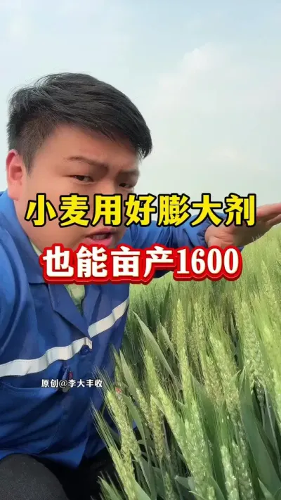 小麦出穗之后用好膨大剂，也能亩产1600！ #小麦种植 #传播农业小知识 #种植小技巧 #小麦膨大剂