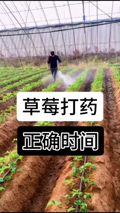 草莓打药正确时间#分享农业知识帮农民增产增收 #服务三农支持三农 #草莓