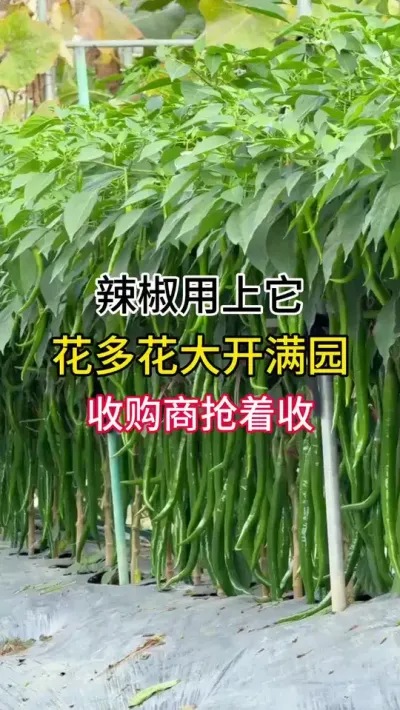 辣椒用上它，花多花大开满园，收购商抢着收 #辣椒种植技术 #农业种植技术 #三农