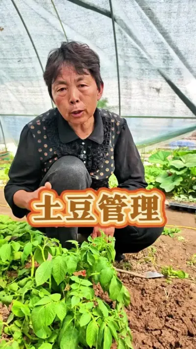 土豆二次培土，防止土豆长青#三农 #种植小技巧 #土豆种植 #土豆 #蔬菜杨大姐 @DOU+上热门 @DOU+小助手 @抖音创作小助手