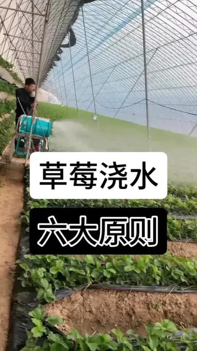 草莓浇水六大原则#草莓种植方法 #草莓种植管理技术和方法 #草莓种植 #草莓种植基地 #草莓养护方法