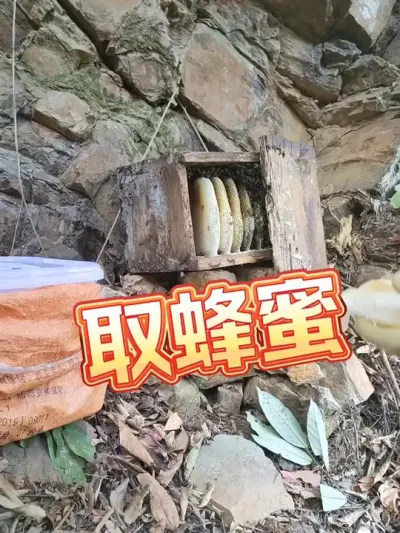 取蜂蜜 取一窝诱蜂箱里面的蜂蜜#土蜂蜜 #我的乡村生活 #谁懂这窝小蜜蜂的含金量啊 #新农人计划2025