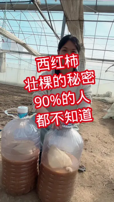 #西红柿种植#em菌液#记录我的种植生活  点个关注  互相学习