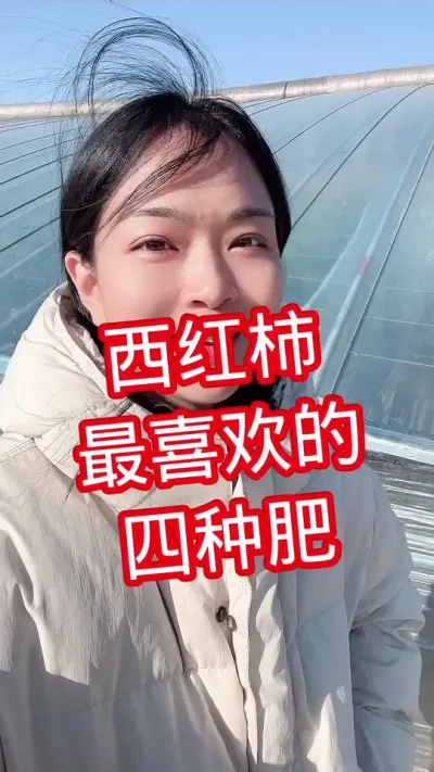 #西红柿种植 #番茄种植 关注我 互相学习吧@抖音小助手