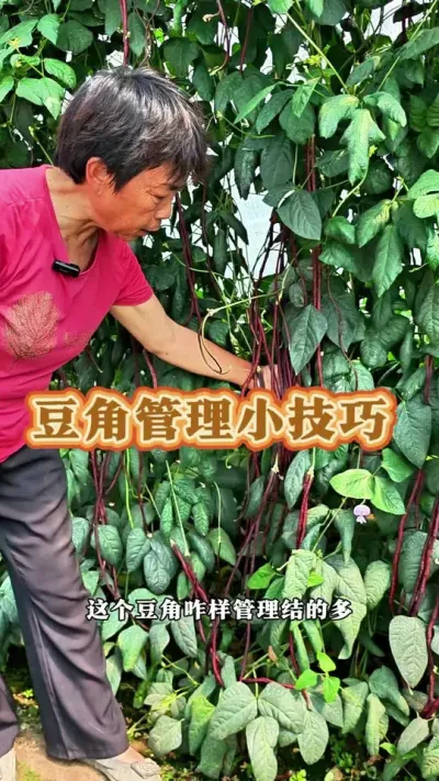 豆角管理小技巧#豆角 #三农 #豆角管理技术 #蔬菜杨大姐 #种植小技巧 @DOU+上热门 @抖音创作小助手 @DOU+小助手