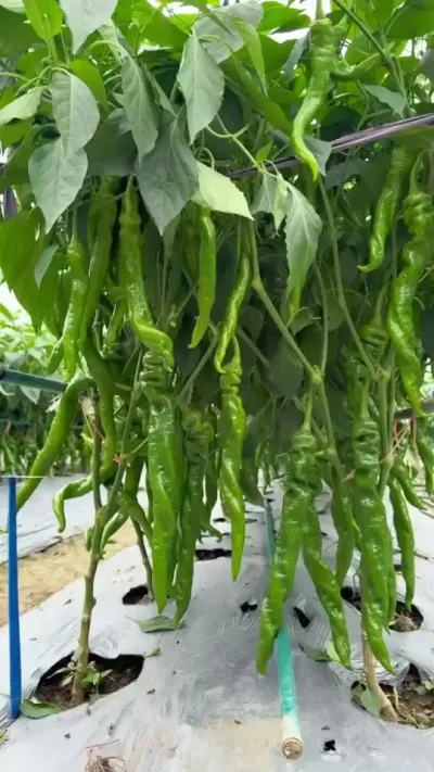 #三农 #农业种植 #辣椒种植技术