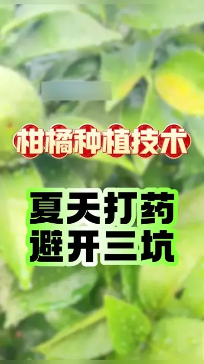 #dou上热门 柑橘种植夏天打药避开三个大坑，助您丰产 #柑橘种植 #抖音新农人 #农业种植 #药害