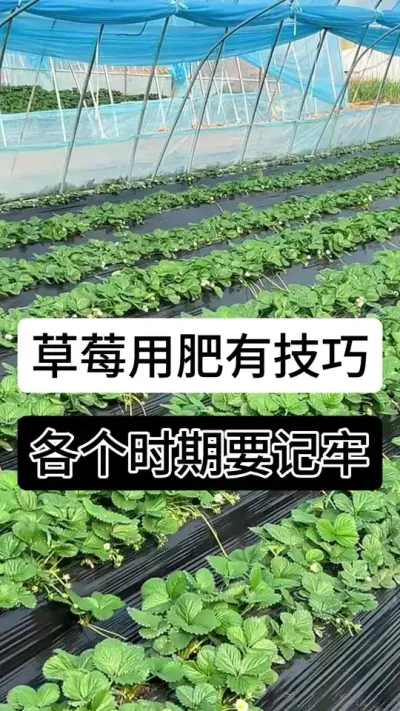 草莓用肥有技巧各个时期要记牢#分享农业知识帮农民增产增收 #分享农业知识帮农民增产增收 #草莓