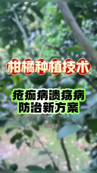 #dou上热门 柑橘防治疮痂、溃疡病新配方 #农业种植 #柑橘种植 #赣南脐橙 #三农