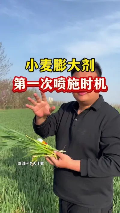 小麦膨大剂，第一遍喷施时间！ #传播农业小知识 #小麦种植 #小麦膨大剂 #苄氨烷醇