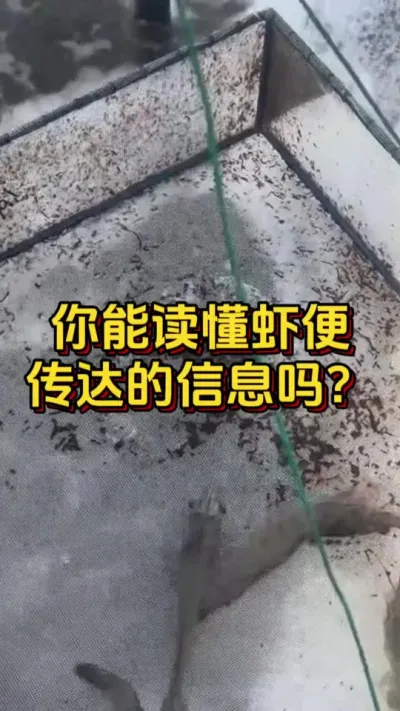 你能读懂虾便，传达的信息吗#水产人 #小棚养虾 #养虾人 #南美白对虾 #嘉骏新水产