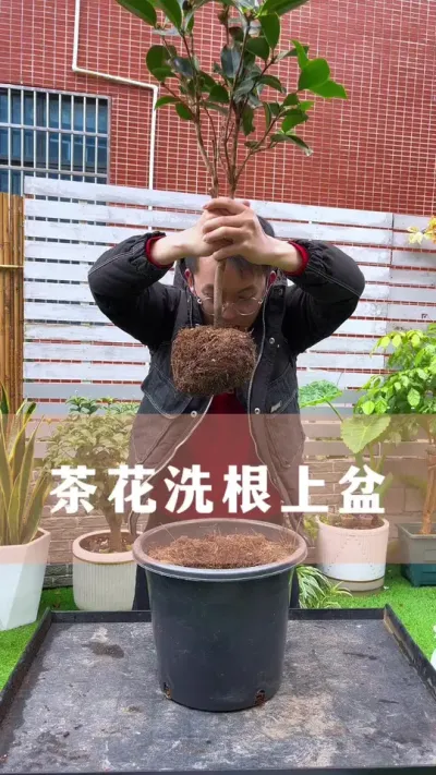 种茶花很多人第一步就做错了，难怪越养越差#茶花 #花卉绿植 #养花小知识
