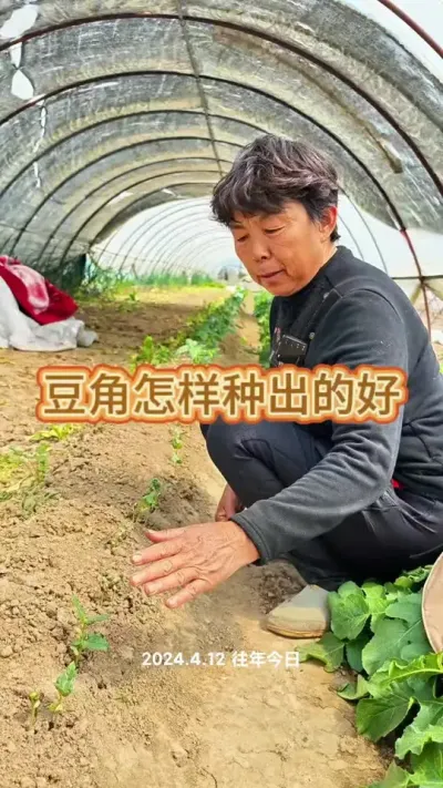 豆角种植小技巧#豆角种植 #每天分享蔬菜种植技巧 #三农 #蔬菜杨大姐 #豆角 @DOU+上热门 @DOU+小助手 @抖音创作小助手