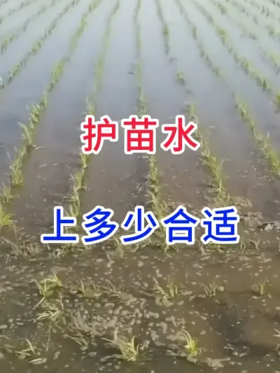 护苗水上多少合适？ #幸福乡村春耕季  #分享农业知识帮助农民增产增收  #农民 #种地真的不容易