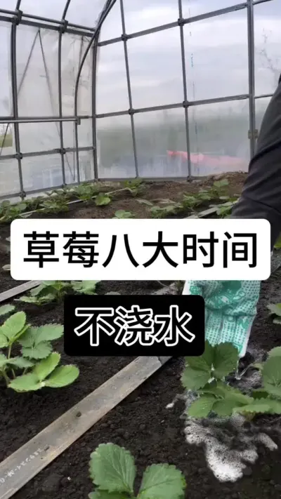 草莓八大时间不浇水