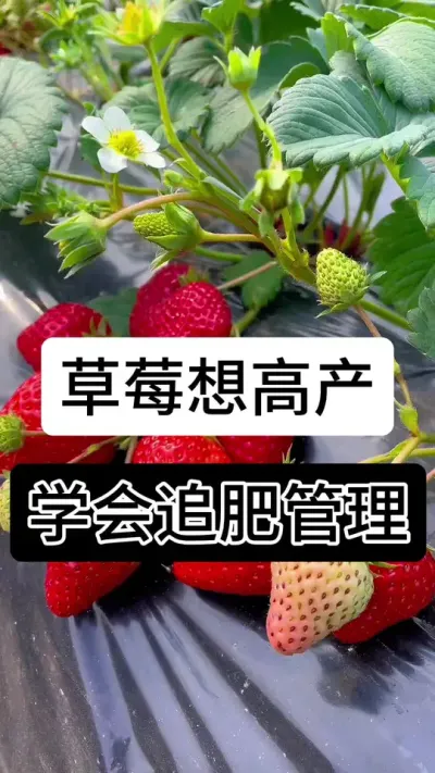 草莓想高产学会追肥管理#草莓种植管理技术和方法 #草莓种植方法 #草莓种植 #草莓种植基地 #服务三农支持三农