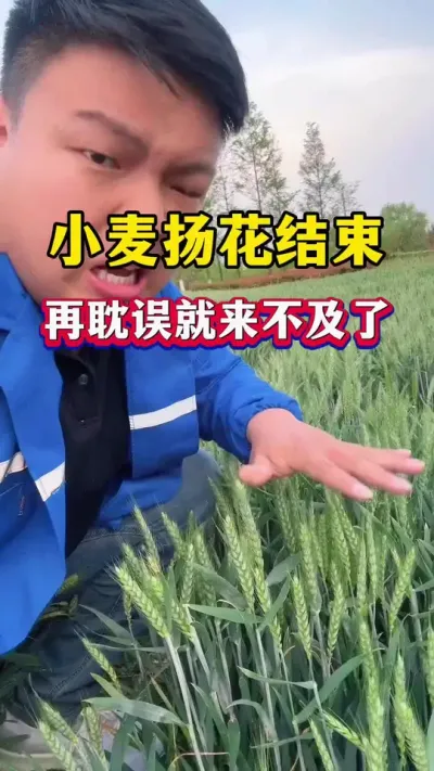 再耽误就来不及了！小麦最后的增产时机！ #小麦种植 #小麦膨大剂 #小麦高产技术 #种植小技巧