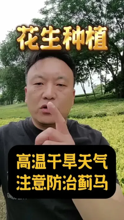 花生在高温干旱天气下注意防治蓟马。#花生种植