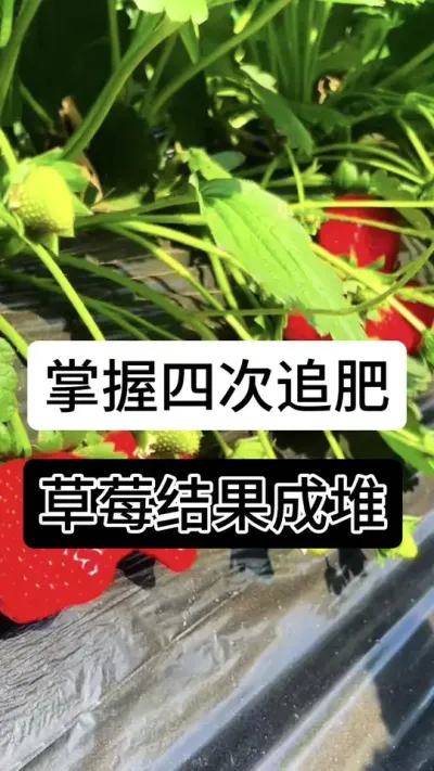 掌握四次追肥草莓结果成堆#草莓种植管理技术和方法 #分享农业知识帮农民增产增收 #草莓种植 #草莓种植方法 #服务三农支持三农