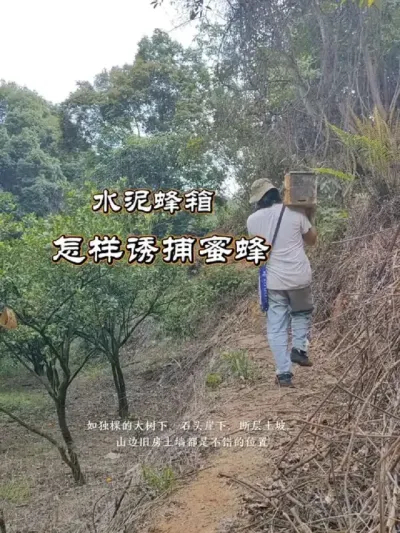 水泥蜂箱诱蜂 水泥蜂箱怎样诱捕蜜蜂#我的农村生活