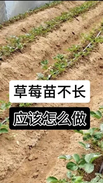 草莓苗不长应该怎么做#