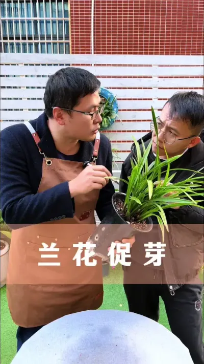 兰花不爱长新芽，试试这个方法#兰花 #花卉绿植 #养花小知识 #分享养花经验