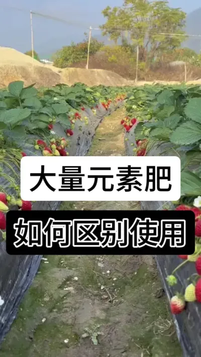 大量元素肥如何区别使用#抖音助农 #农业种植技术 #抖音助农