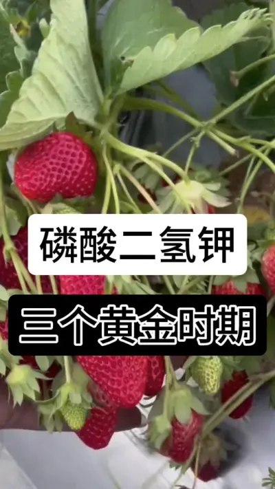 磷酸二氢钾三个黄金时期#