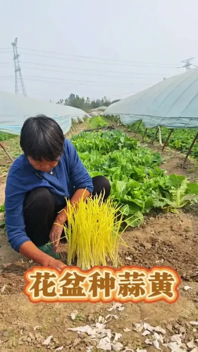 蒜黄露地种不了啦，那就种花盆里面！#蒜黄种植方法 #蒜黄 #蒜黄种植 #三农 #蔬菜种植 @DOU+上热门 @抖音创作小助手 @DOU+小助手