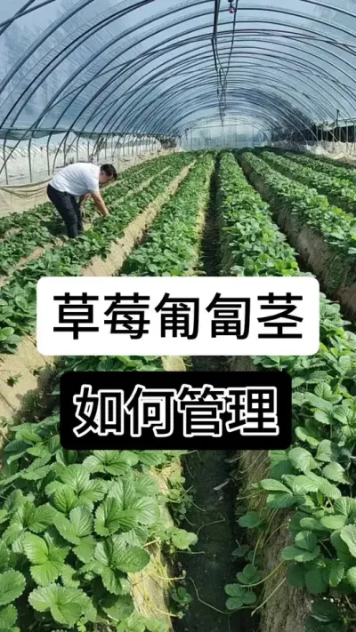 草莓匍匐茎如何管理#草莓种植管理技术和方法 #分享农业知识帮农民增产增收 #草莓种植#服务三农支持三农 #草莓种植